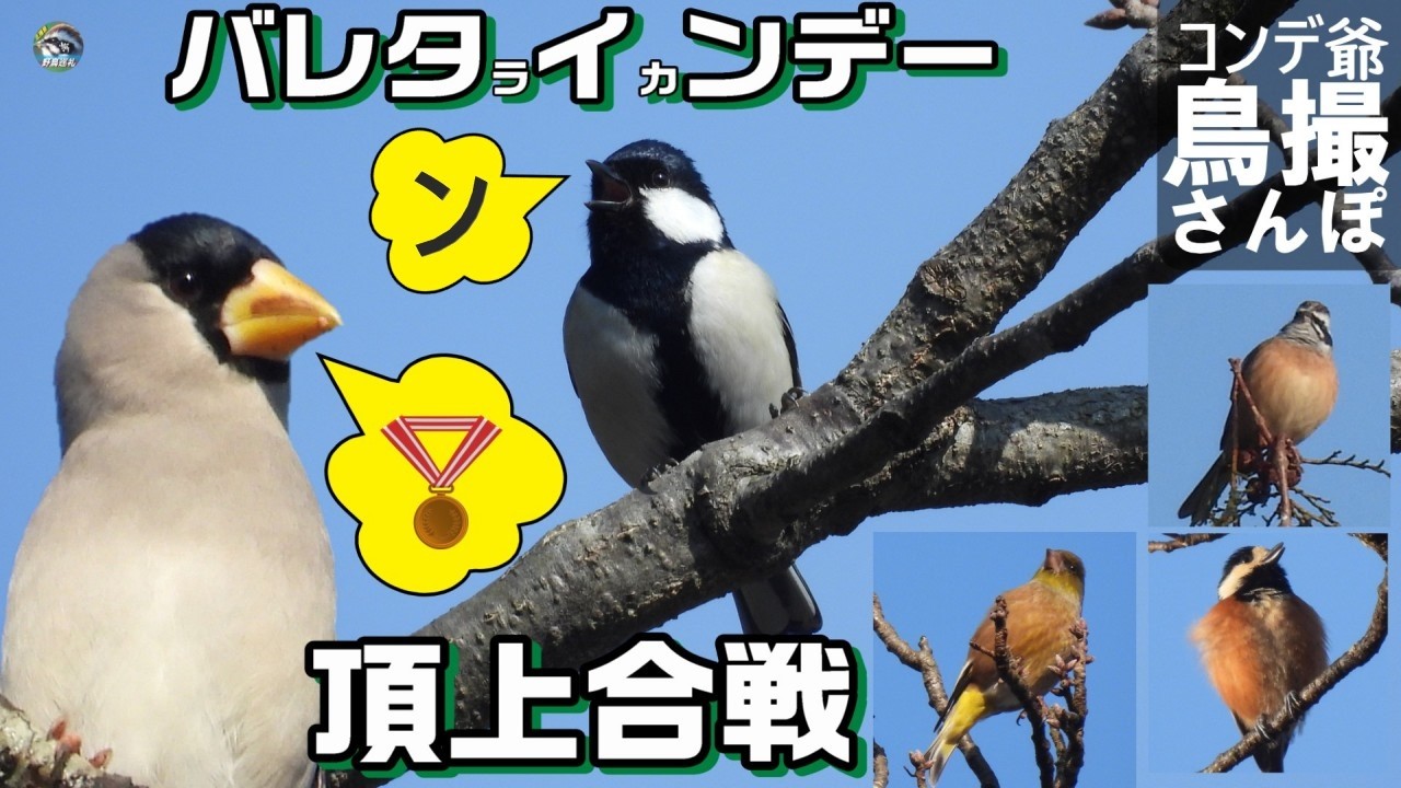 野鳥達の頂上合戦　シジュウカラ金メダル？　北播磨のええもんあり過ぎた