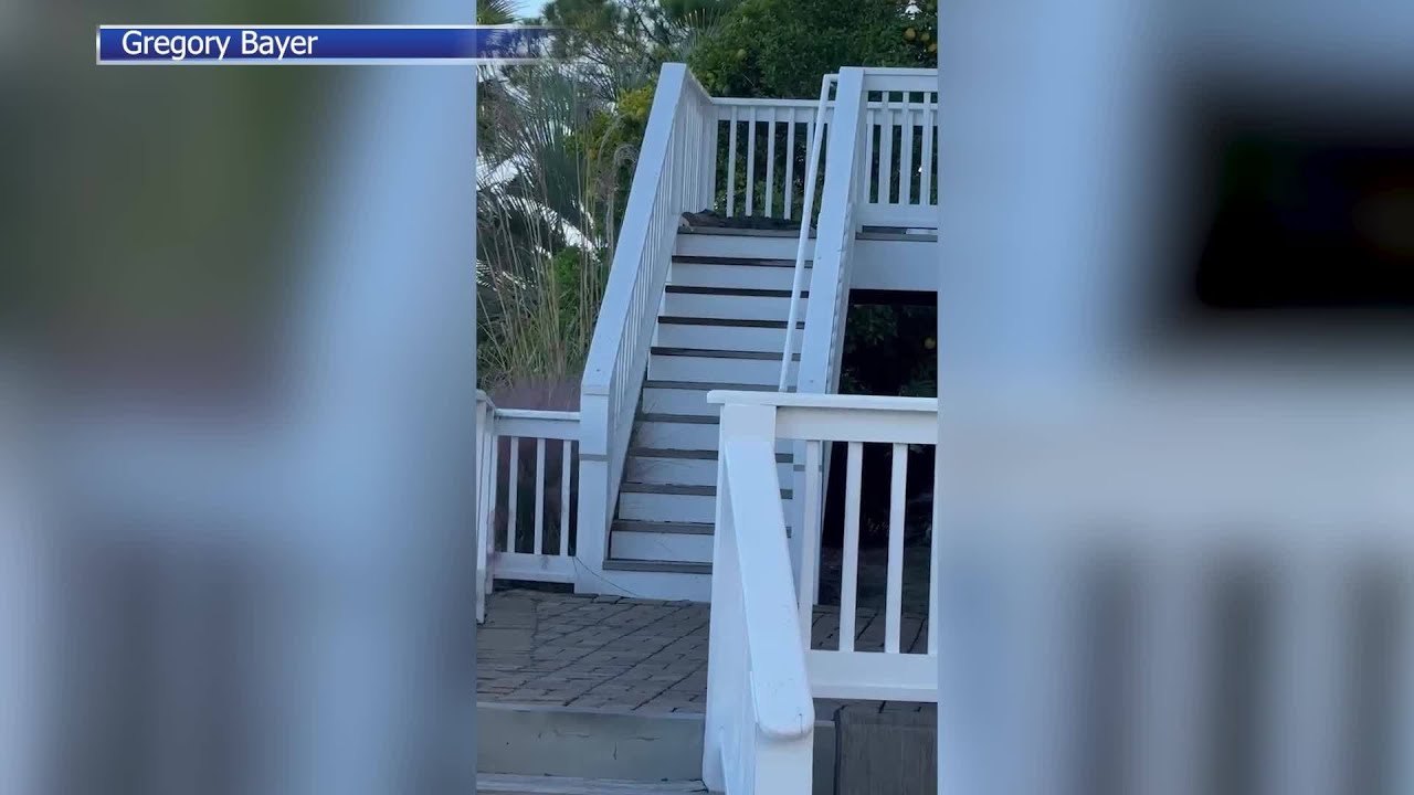 Alligator climbs 16 steps at Folly Beach home