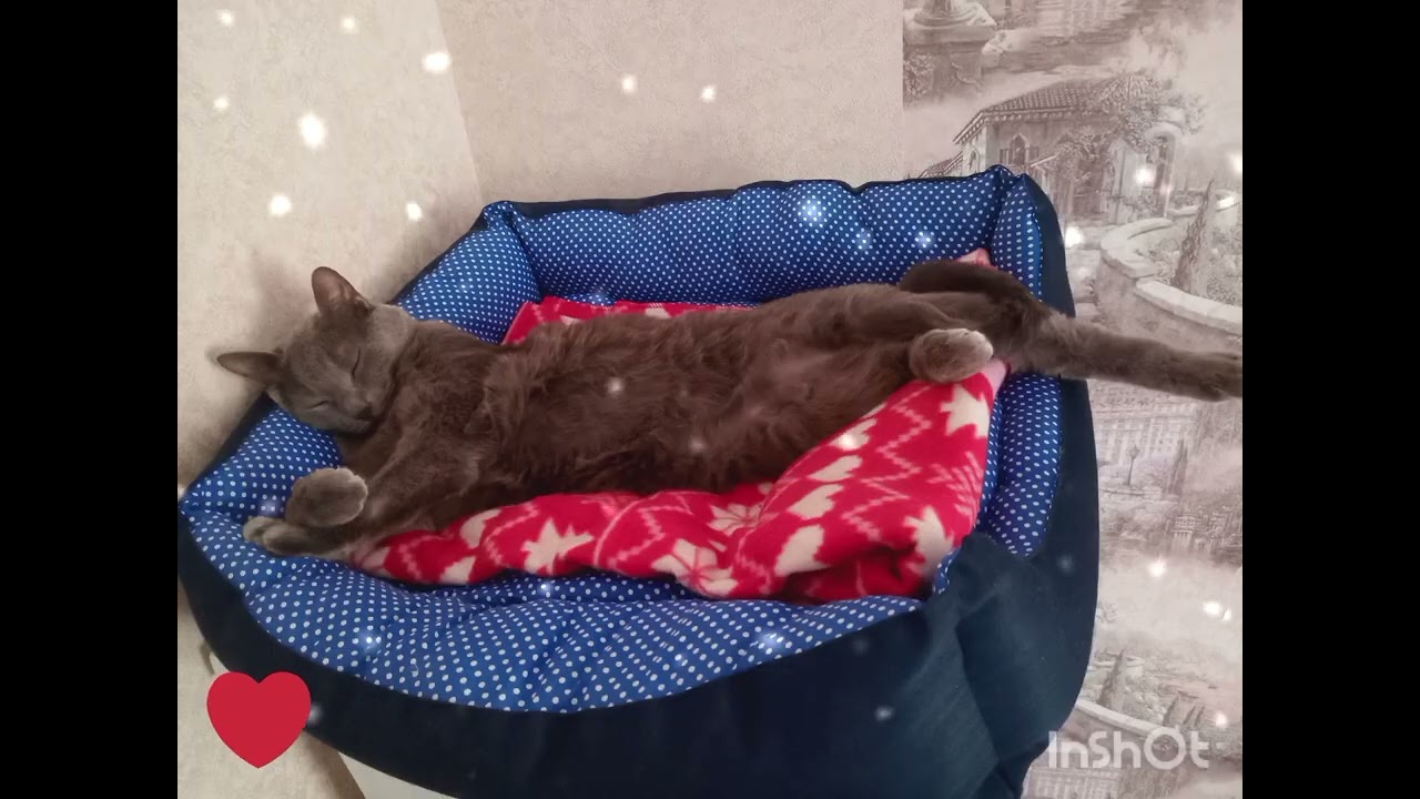  Лапатули  любимые💕💕💕