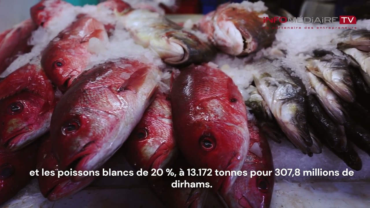 Tan-Tan explose les compteurs de la pêche en 2025