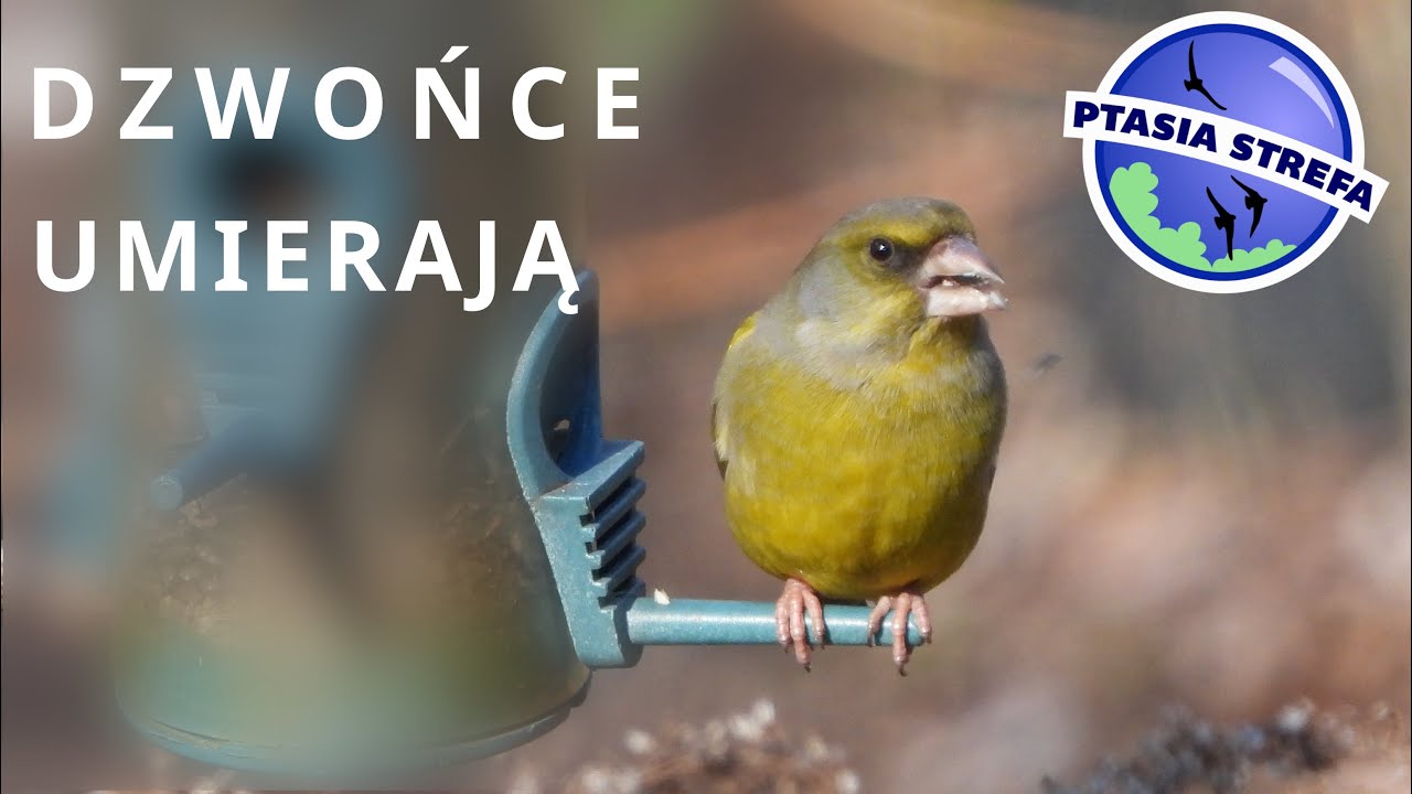 Dzwońce umierają