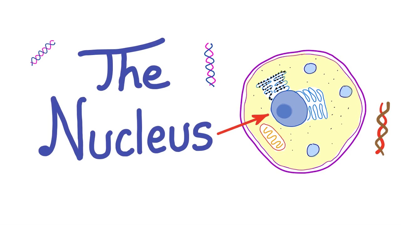 The Cell Nucleus - &ldquo;the control freak&rdquo; - Histology, Biology, Anatomy and Physiology