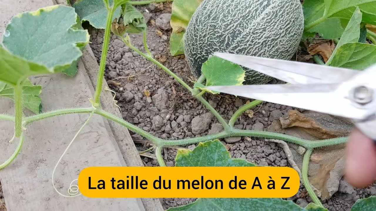 Comment tailler le melon en 3 étapes ? Vidéo complète ! 2022