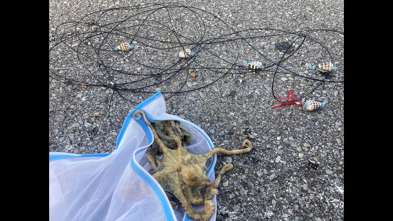 シガヤーダコ伝統釣法「ンヌジグヮーユベー」に初挑戦！　沖縄　釣り　シガヤーダコ釣り　ンヌジベント　タマン釣りの餌　japan okinawa fishing