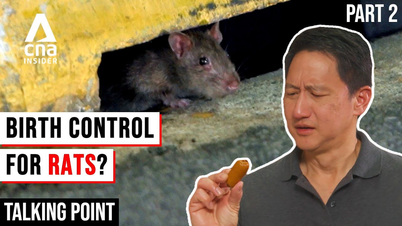 Singapore's War On Rats: Can These Rat Busting Solutions Work? - Rats Part 2/2 | Talking Point