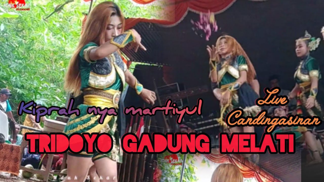 KIPRAHNYA MARTIYULLLL‼️ TRIDOYO GADUNG MELATI 📍 CANDINGASINAN.