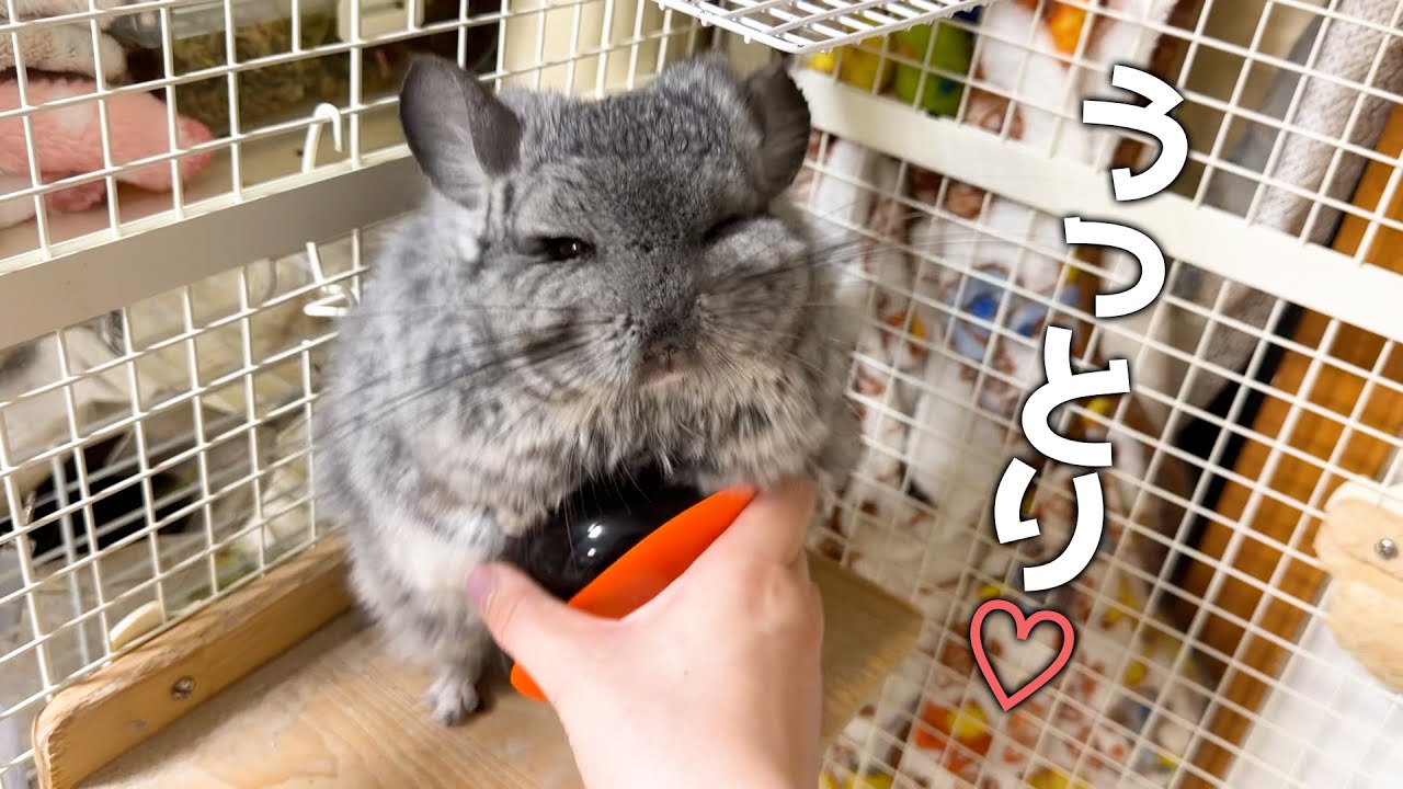 【チンチラ】至福のブラッシングタイム