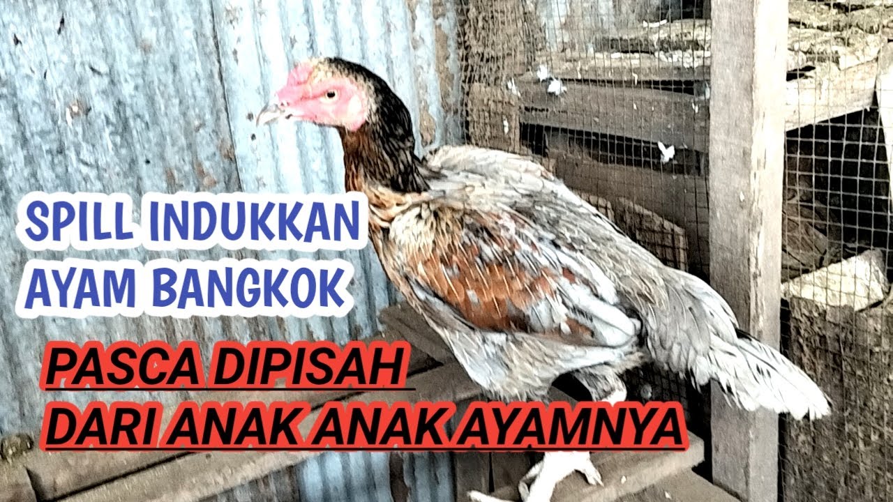 INDUKKAN AYAM BANGKOK PASCA DIPISAH DARI ANAK ANAKNYA TERNAK SKALA KECIL