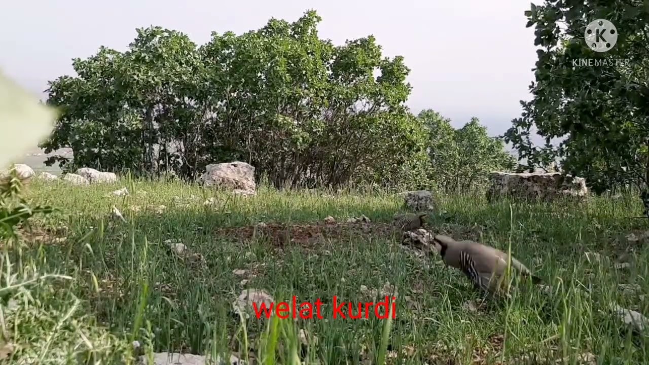 dişi keklik sesi