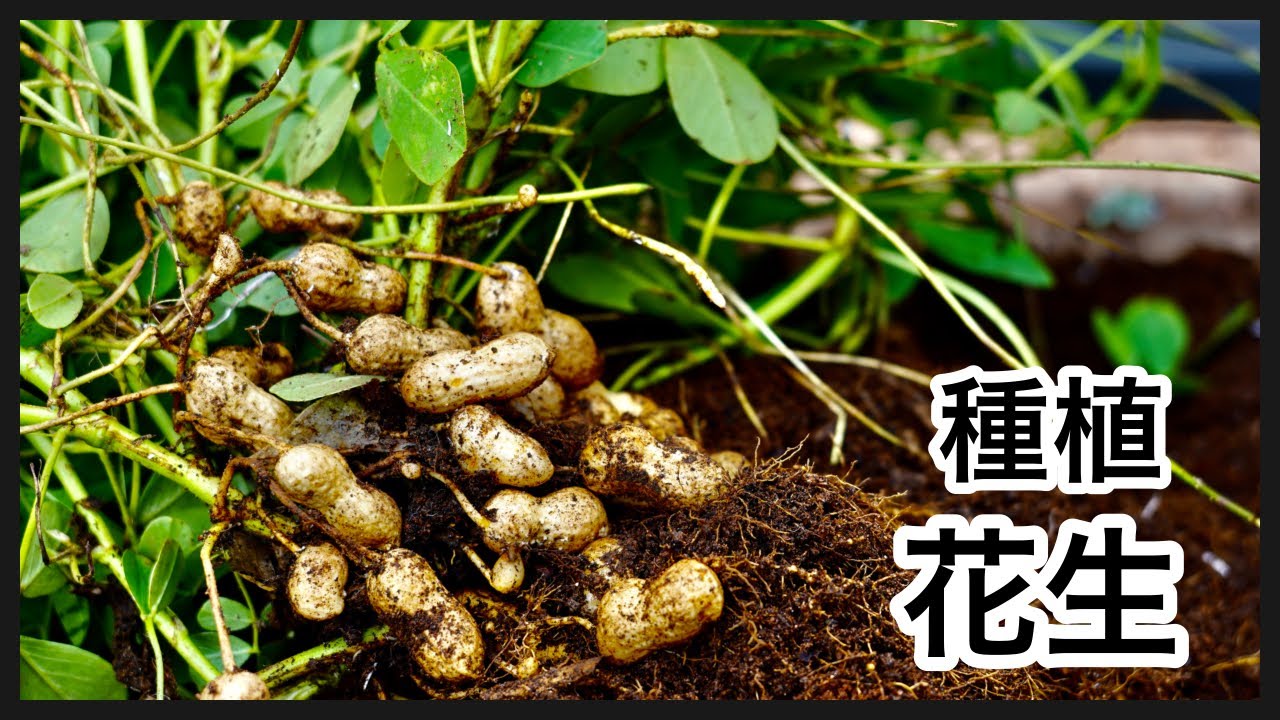 種植 花生