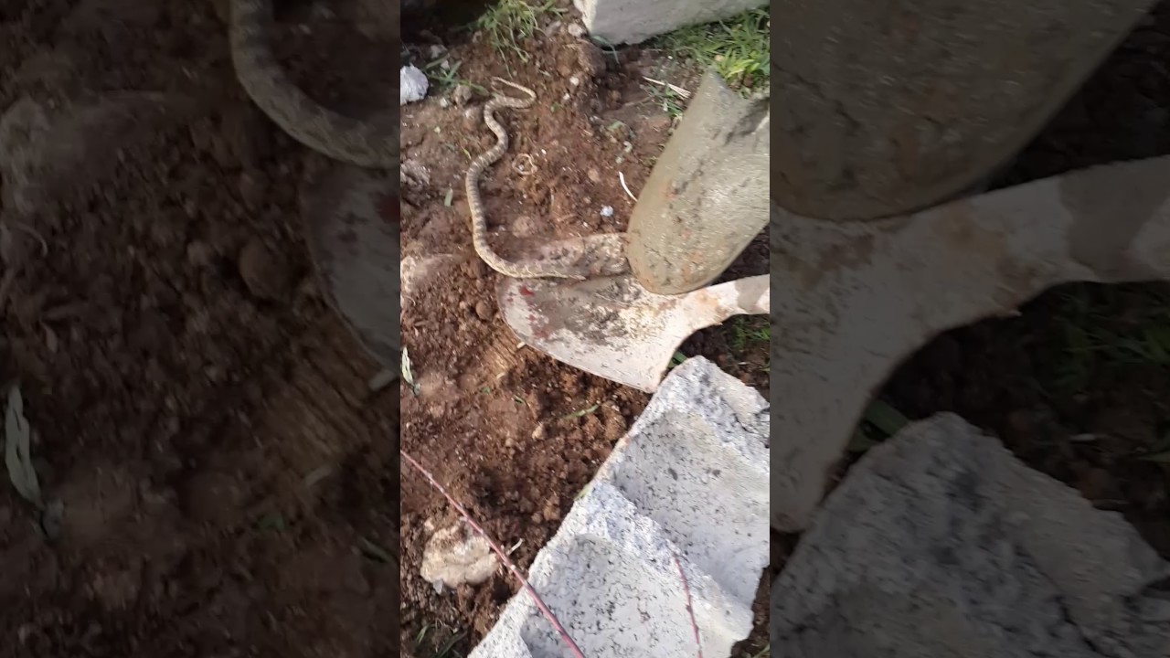 Sweet snake😂😂