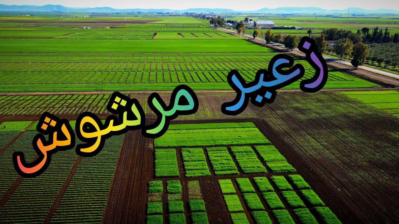زعير مرشوش