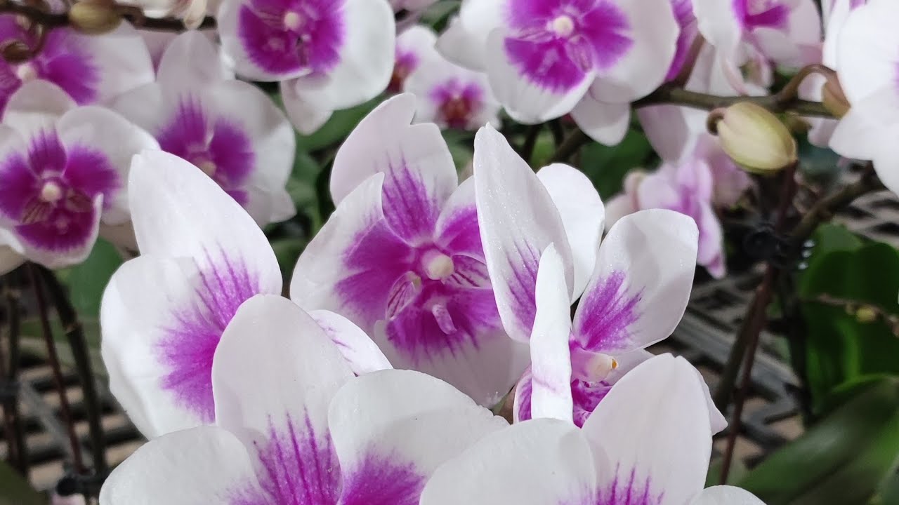 Nhà vườn Berry đang phát trực tiếp!