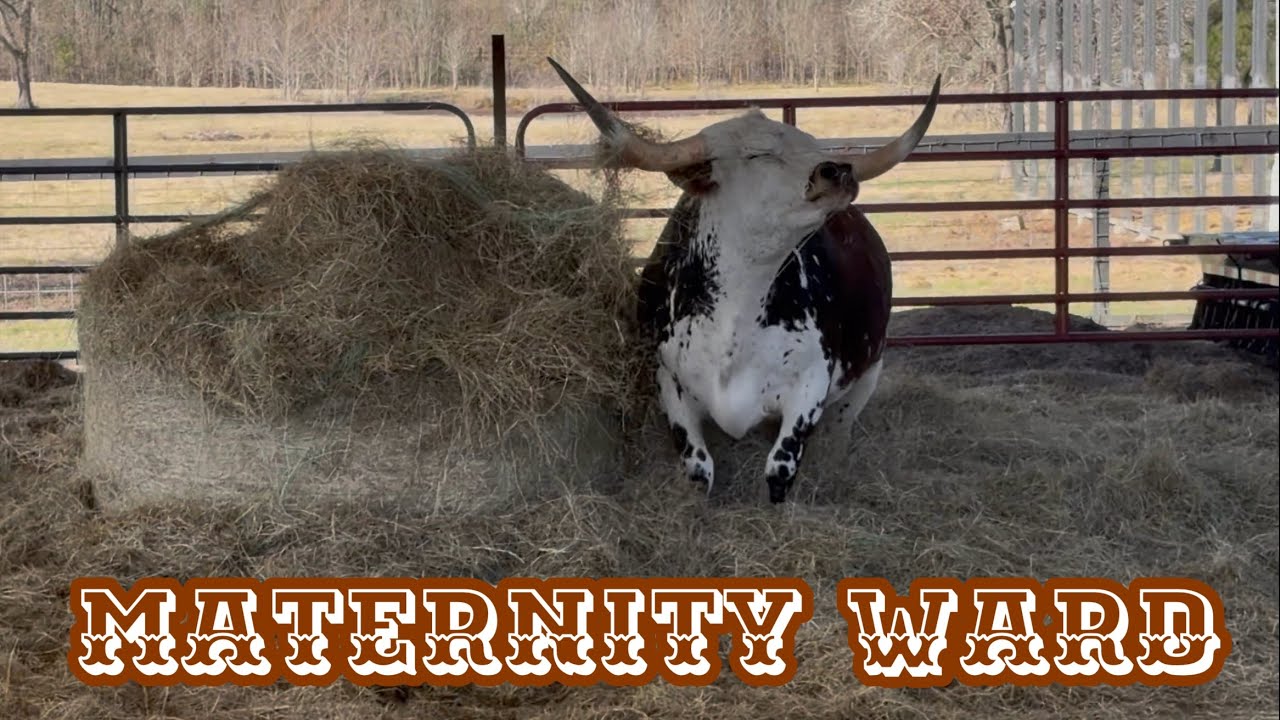 Moving Longhorn FUN! 