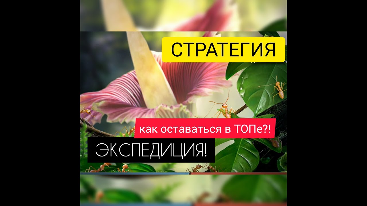 ЭКСПЕДИЦИЯ АЛЬЯНСА! стратегия сбора! Будь в ТОПе! The Ants: Underground Kingdom