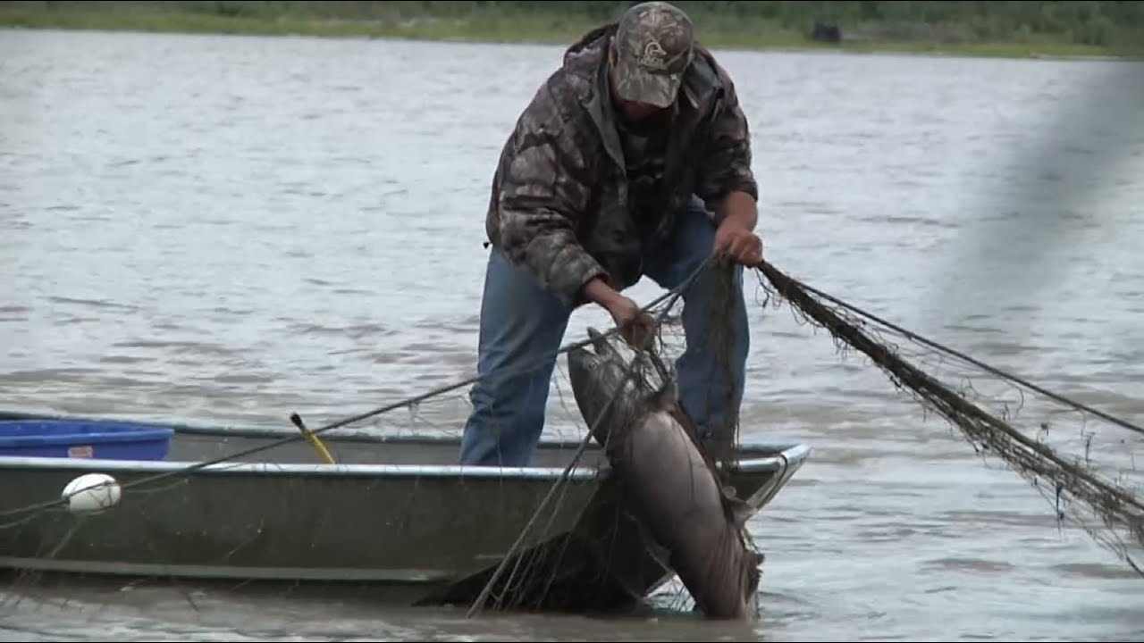 On the Edge of Survival: The Story of Salmon in the Yukon