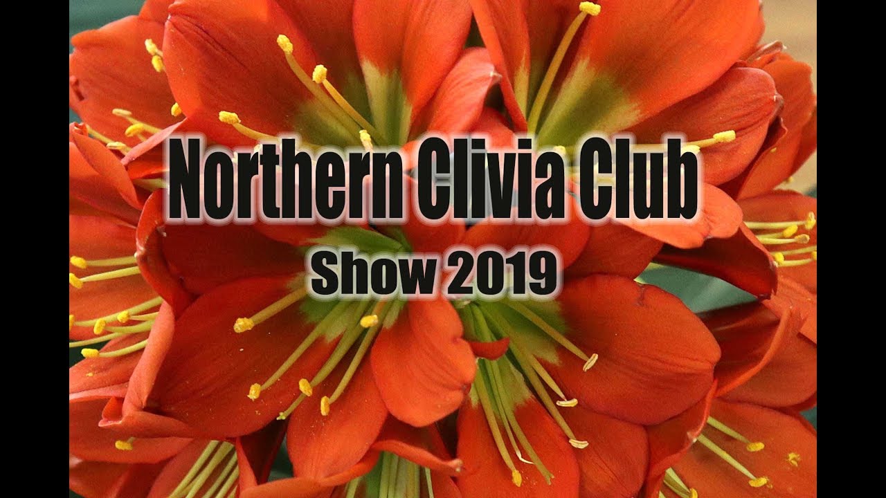 Northern Clivia Club Show 2019