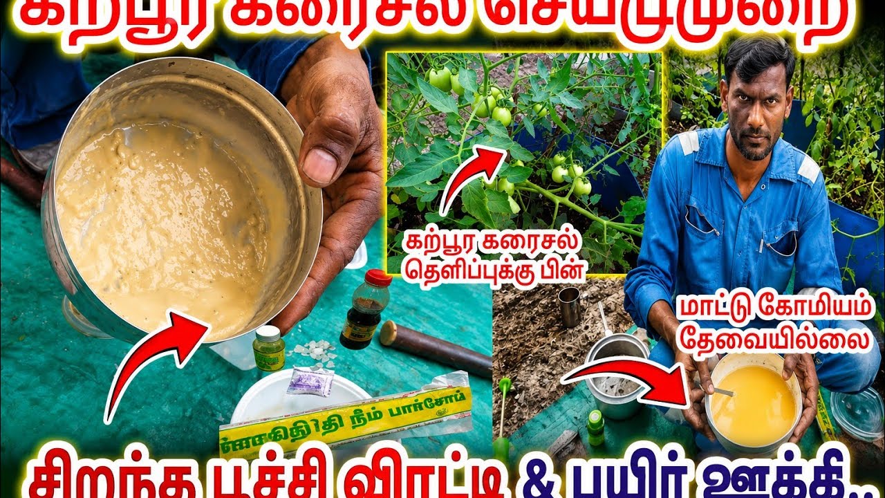 கற்பூர கரைசல் தயாரிப்பது எப்படி/karpoora karaisal preparation.