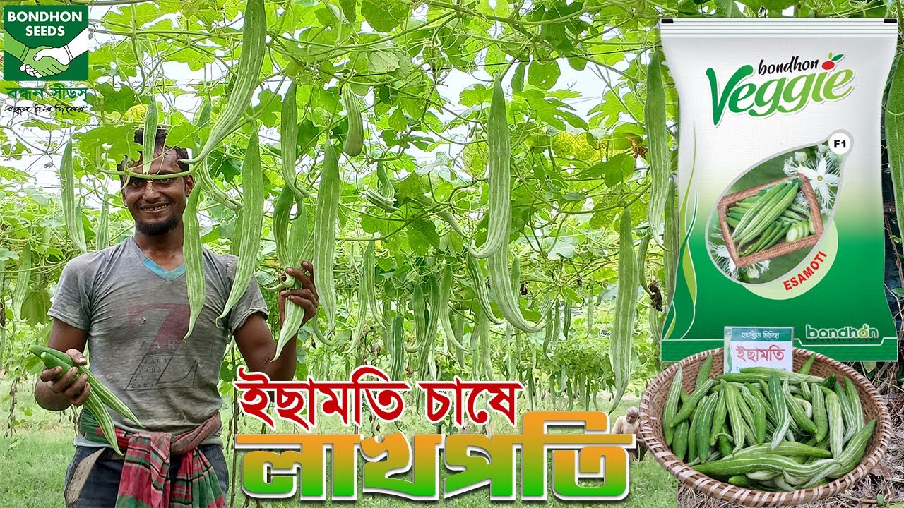 ইছামতি চিচিঙ্গা চাষে বিপ্লব! | বেশি ফলন, সুন্দর গঠন | Bondhon Veggie Hybrid Seeds