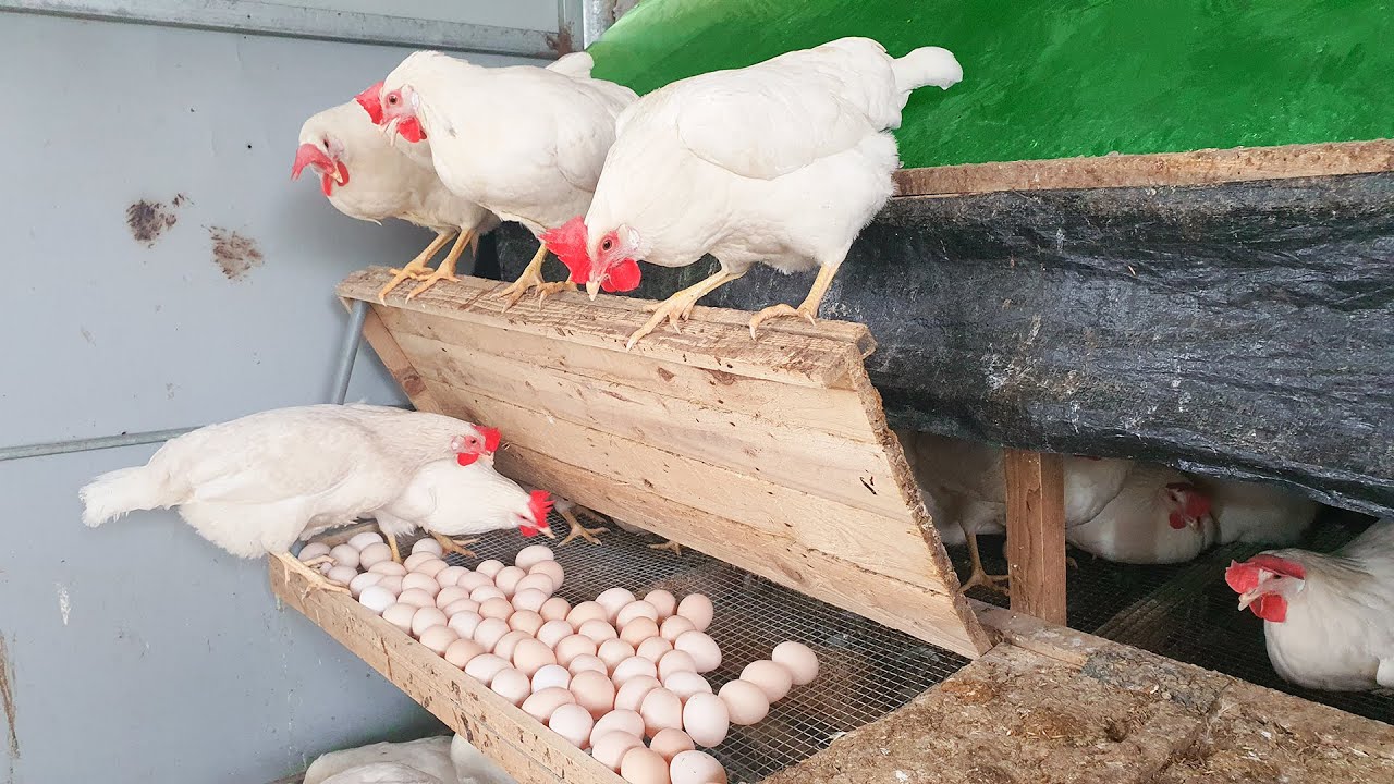 Raise Hens In Summer -  Harvest egg - Soson Farm
