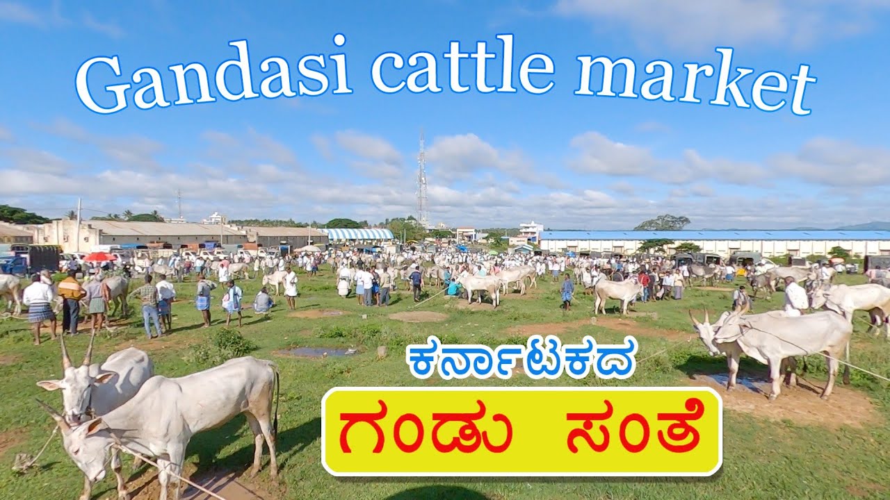 Gandasi cattle market - ಗಂಡಸಿ ದನಗಳ ಸಂತೆ