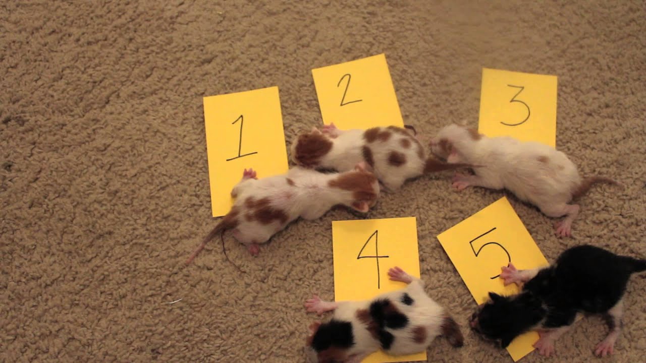 How to count on the Internet (kittens)