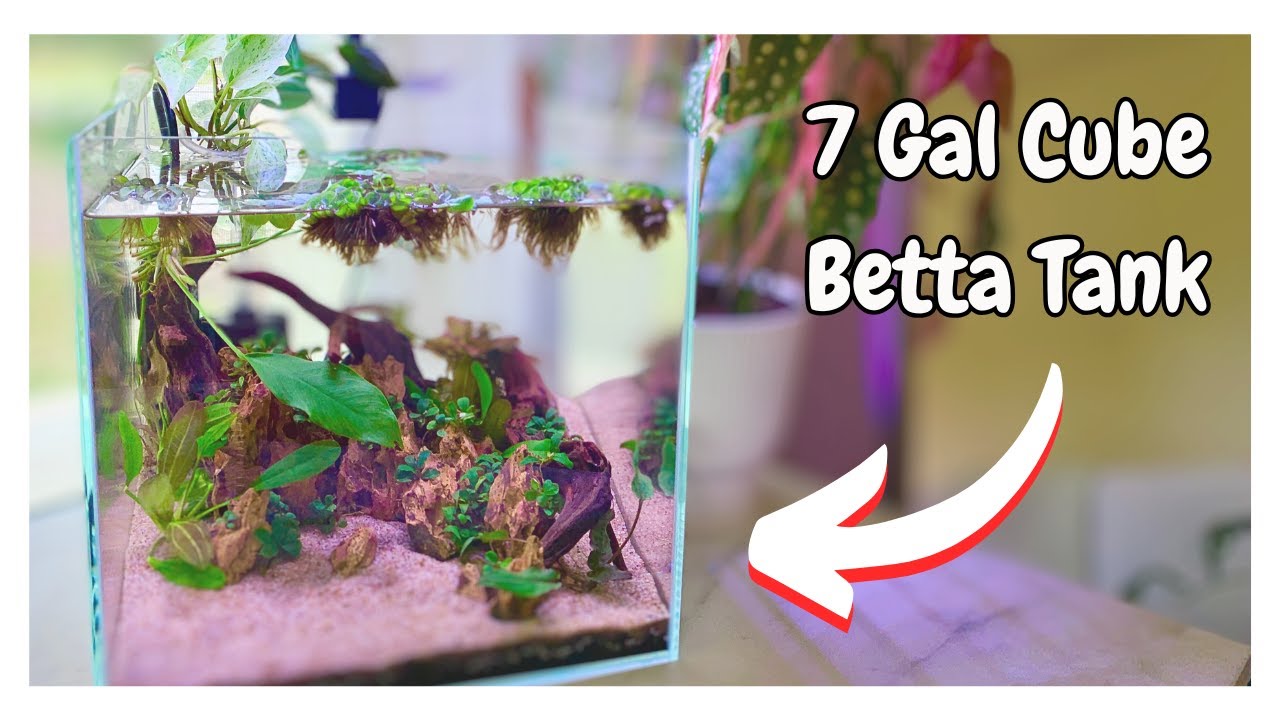 BETTA TANK BUILD - 7 Gallon Cube Rimless Tank