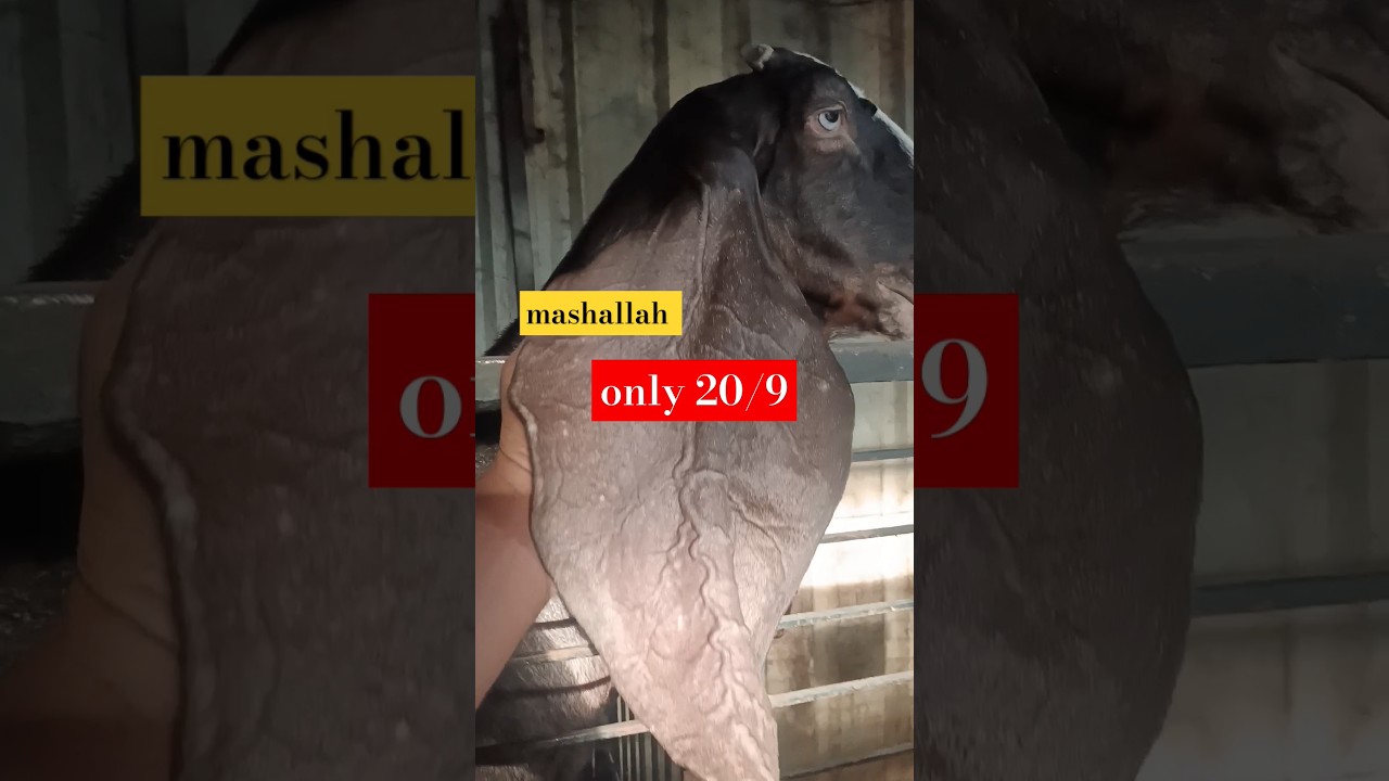 hyderabadi long ear female goat 20/9 ear breed line say mashallah only for show8801266241