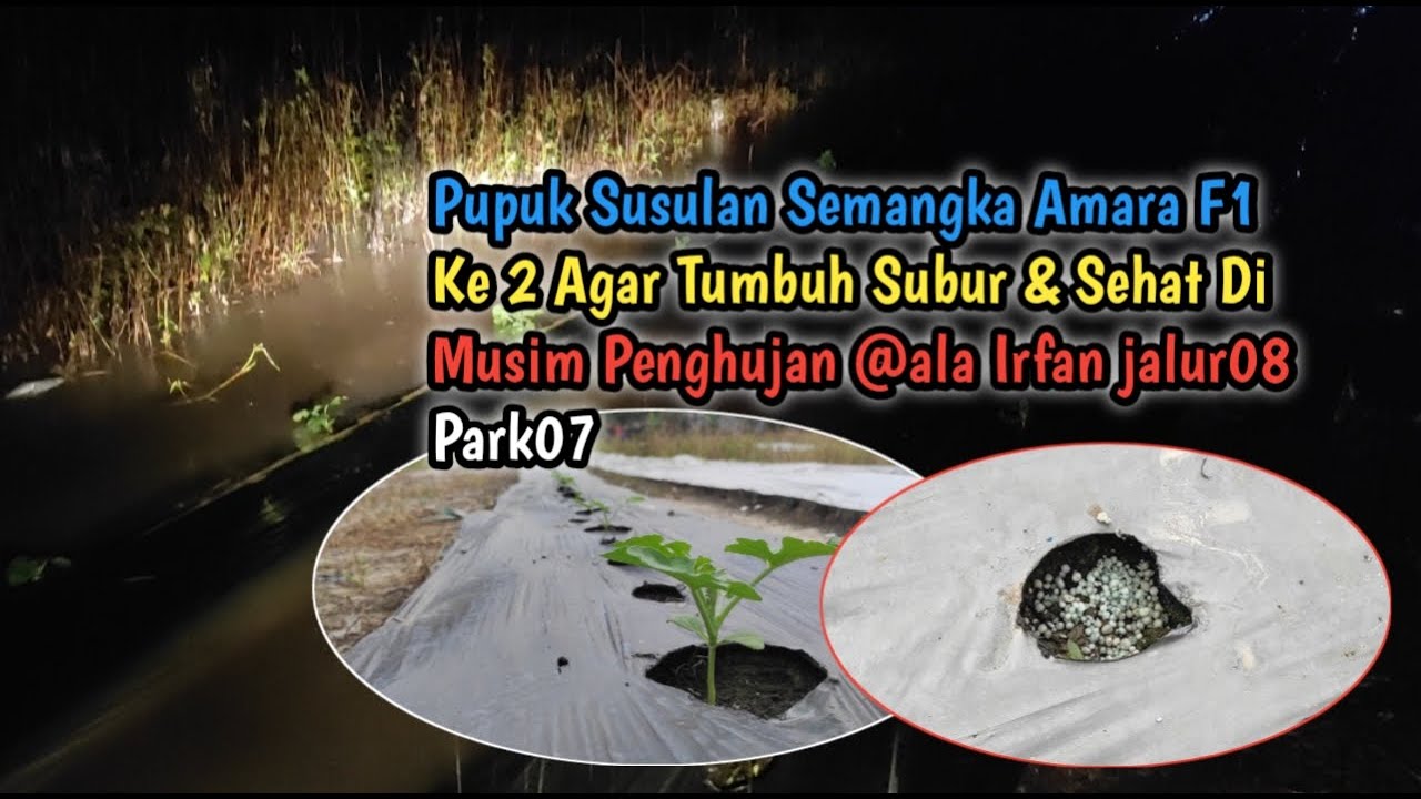 Pupuk Susulan Semangka  Ke 2 Agar Tumbuh Subur & Sehat Di Musim Penghujan @ala Irfan jalur08 Park06