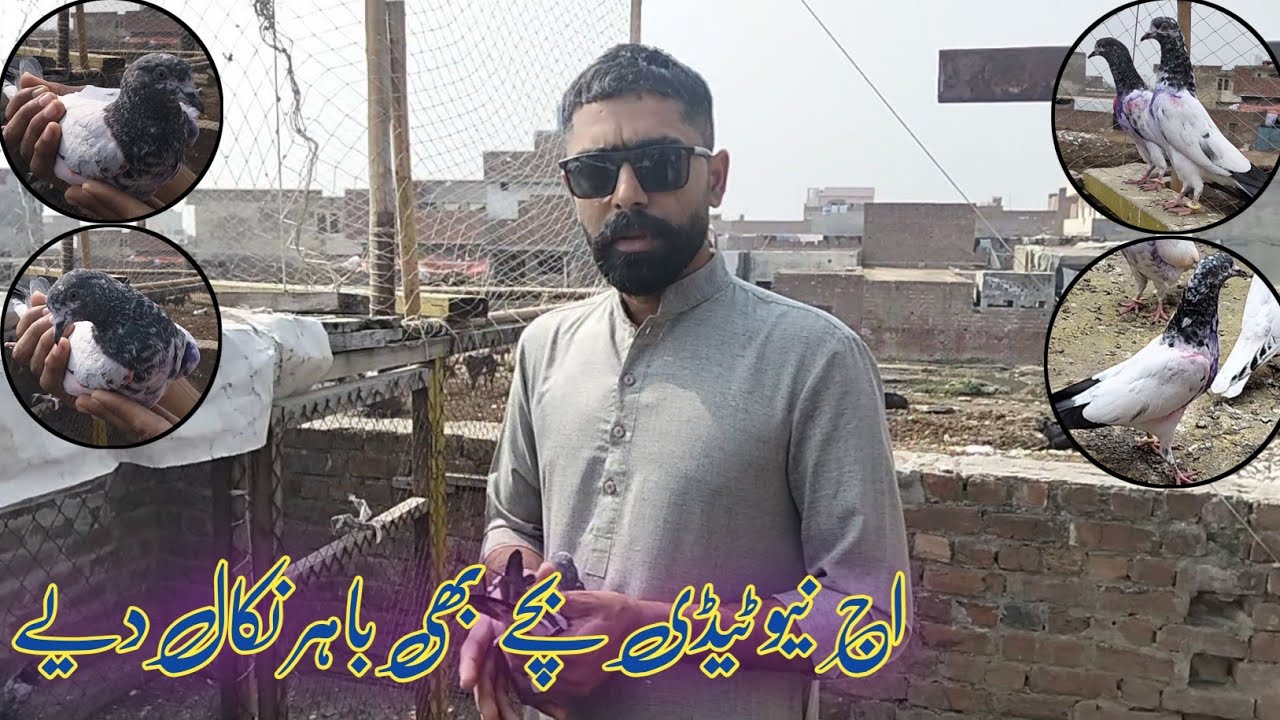 New Teddy bacche bhi Khol kar Chod Diye . //اج نیو ٹیڈی بچے بھی کھول کر چھوڑ دیے 