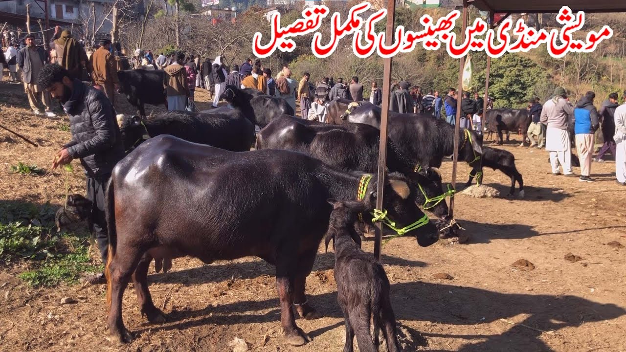 Muvashi mandi dongi kotli mirpur pakistan buffaloes chichawatni arifwala okara mandi buffaloes