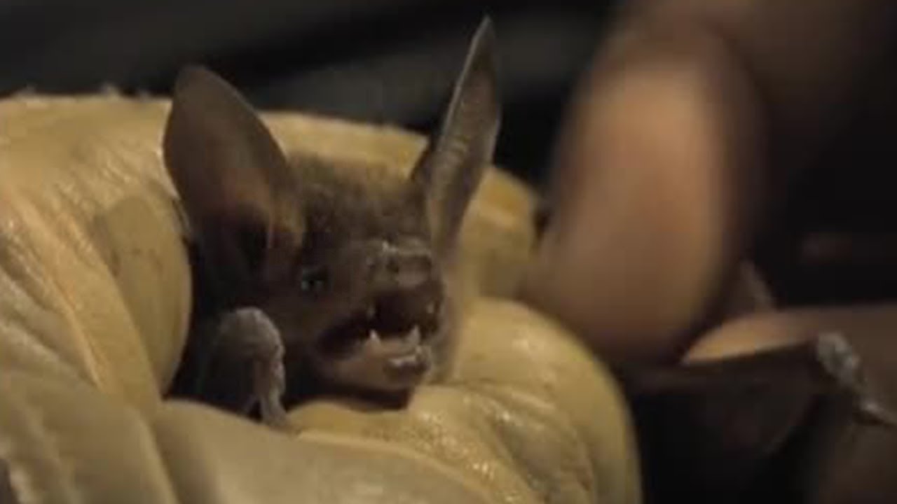 Discovering Rare Bat Species | Jungle Nights | BBC Earth