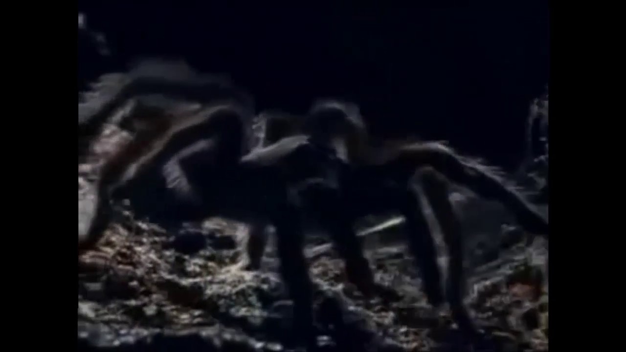Mutualismo: Sapo boquiestrecho y tar&aacute;ntula.