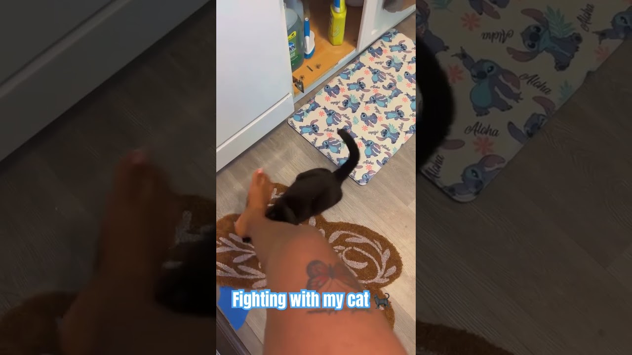 #fightingcat