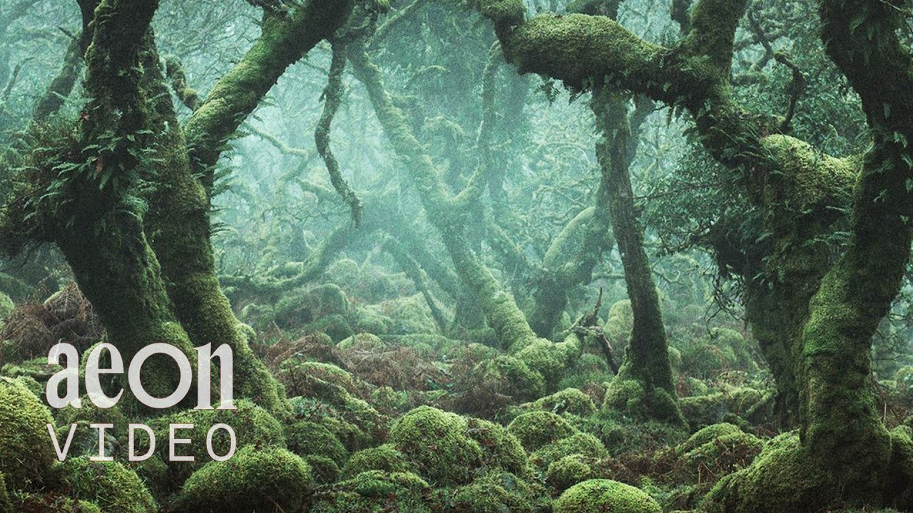 Cultivating regenerative growth in English woodlands | Time Travel in Britain's Lost Rainforests