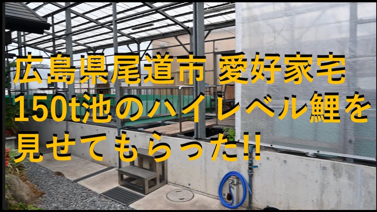 広島県尾道市錦鯉愛好家宅 150t池の錦鯉が凄すぎる！＃瀧川養鯉場　#阪井養魚場　#面迫養鯉場