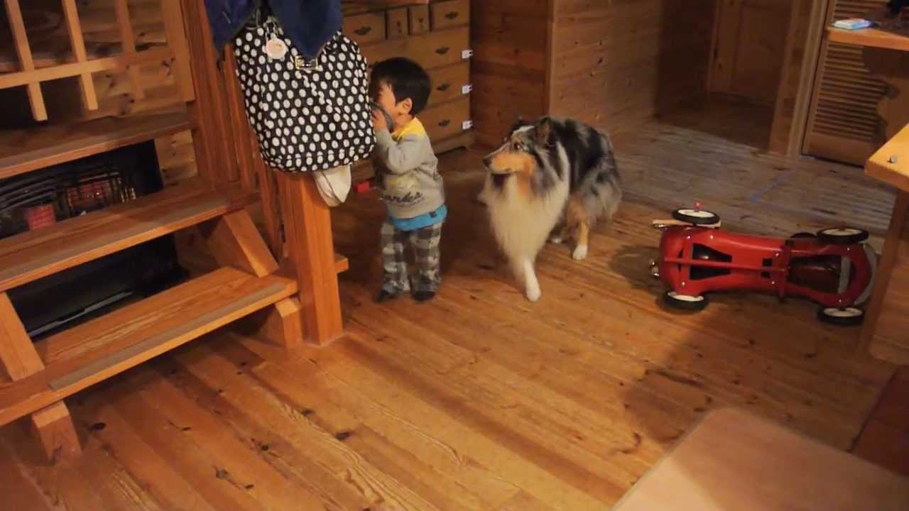 ２歳児とシェルティとコリーの日常