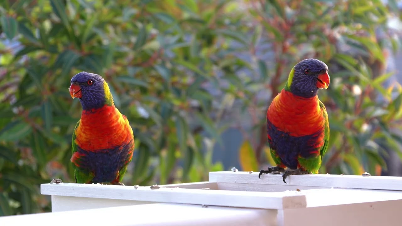 Rainbow Lorikeet - Australia [4K] [Slow TV] [Pet TV]