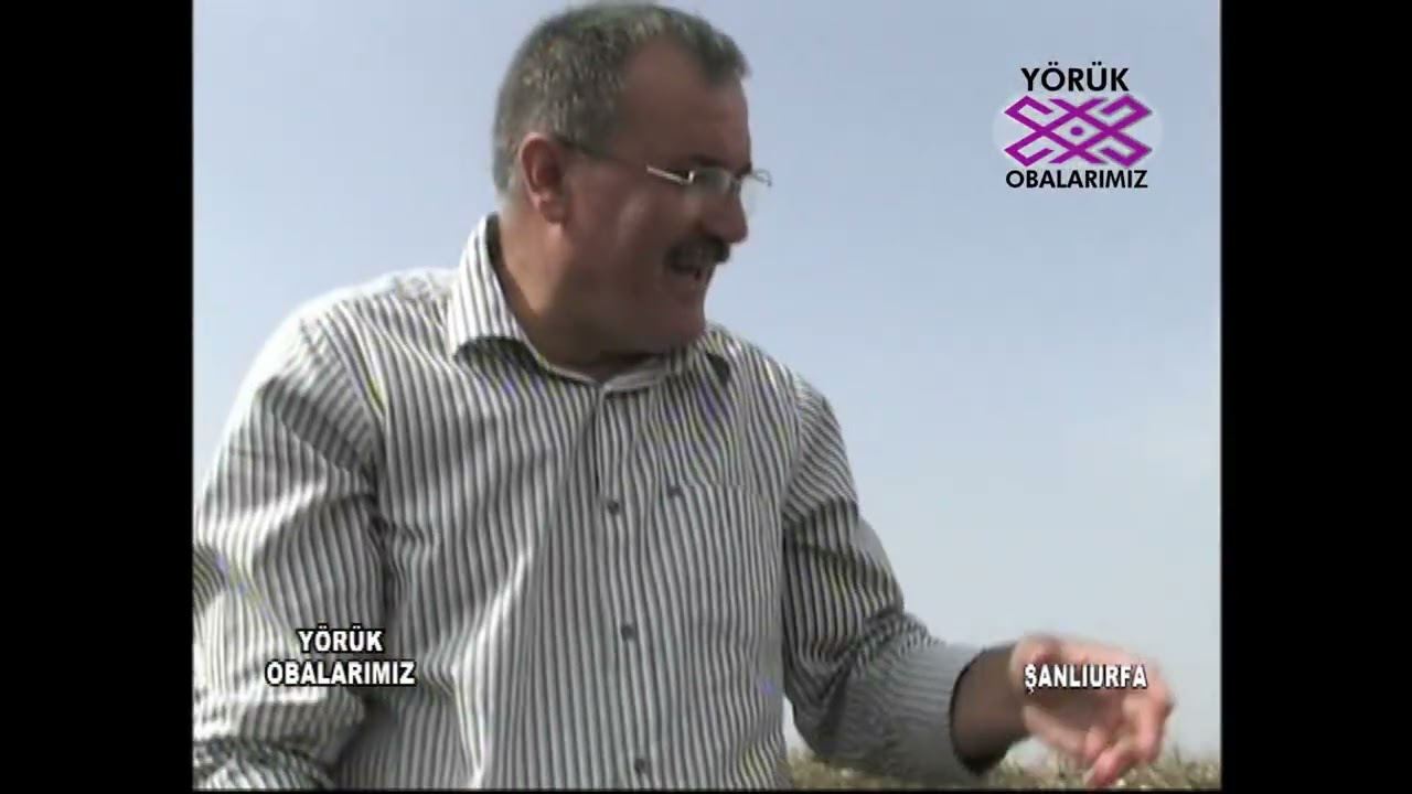 ŞANLI URFADA PAMUK TARLASINDA