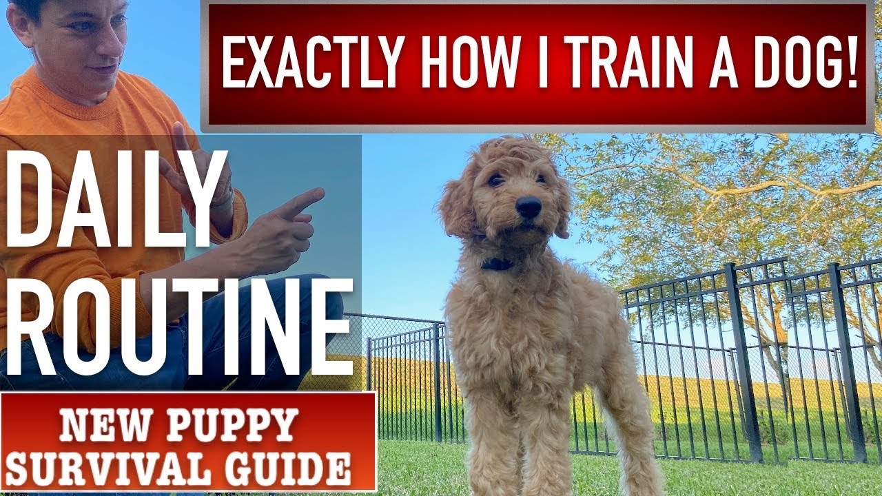 This is EXACTLY How I Train a Dog! Daily Puppy Training Routine! NEW PUPPY SURVIVAL GUIDE  (Ep 13)