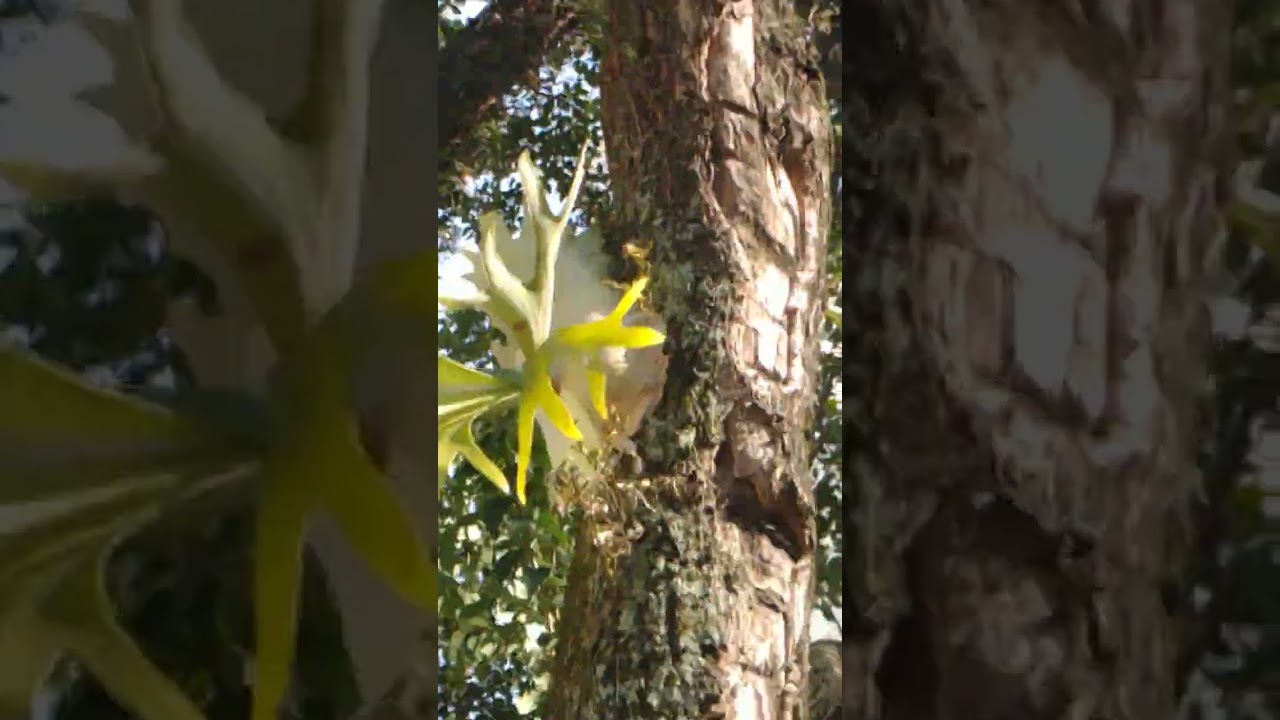 Chifre de veado no caule da &aacute;rvore #natureza #planta #arvore #shortsviral