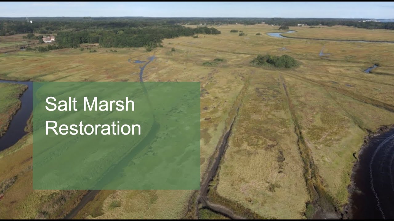 Salt Marsh Restoration