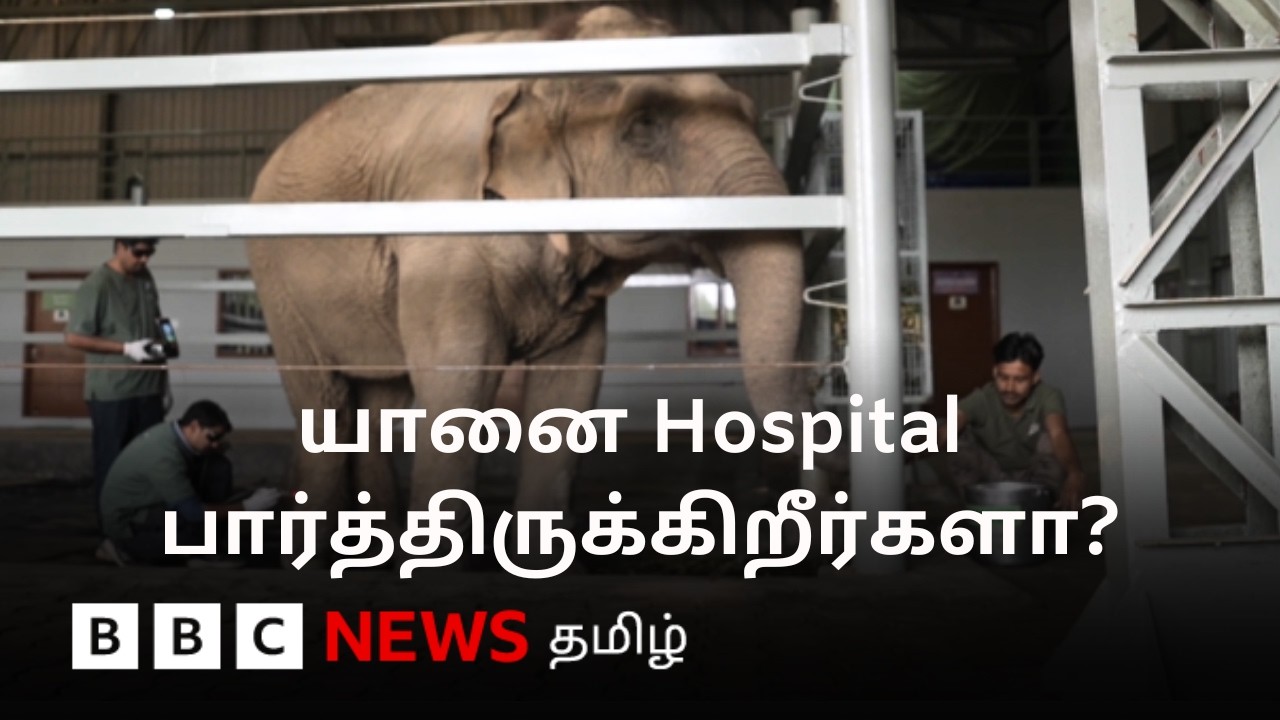 ஆயுர்வேதம் முதல் லேசர் வரை... யானை மருத்துவமனையில் எப்படி சிகிச்சை அளிக்கப்படும்?