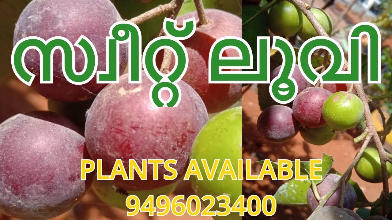 SWEET LOOVI || 9496023400