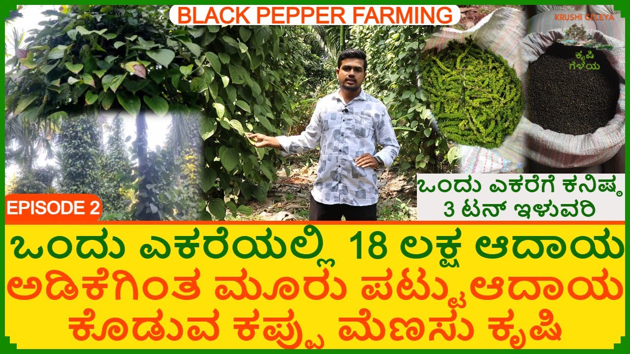ಅಡಿಕೆಗಿಂತ ಮೂರು ಪಟ್ಟು ಆದಾಯ | ಒಂದು ಎಕರೆಯಲ್ಲಿ 18 ಲಕ್ಷ ಆದಾಯ ಕಪ್ಪು ಮೆಣಸು ಕೃಷಿ | Black Pepper Farming