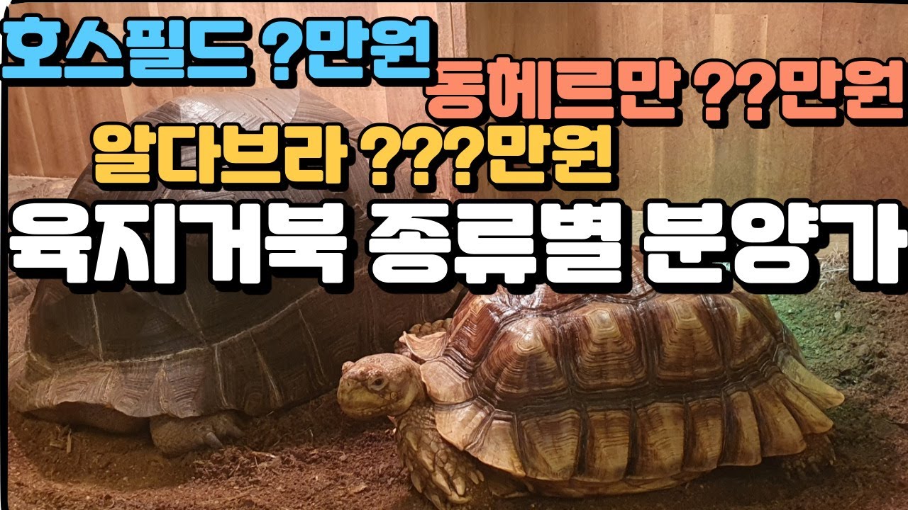 육지거북 분양가 한방에 정리!! 알다브라가 300만원??