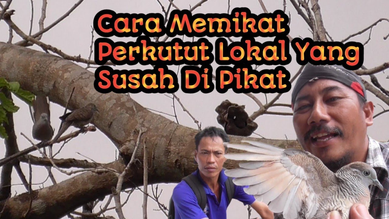 Cara Memikat Perkutut Lokal Yang Susah Di Pikat @BambangChanneLBCL