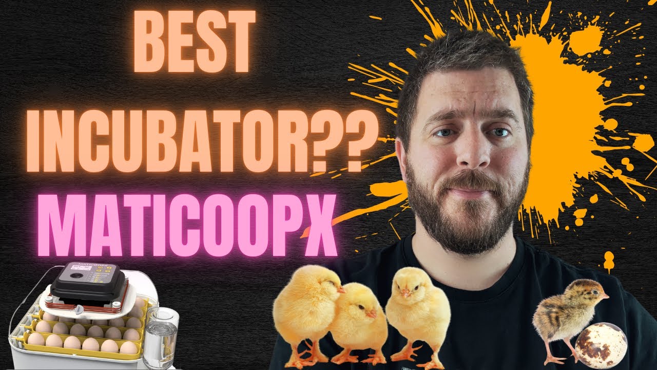 Обзор инкубатора Maticoopx: я вывел крупных перепелов породы Котурникс!