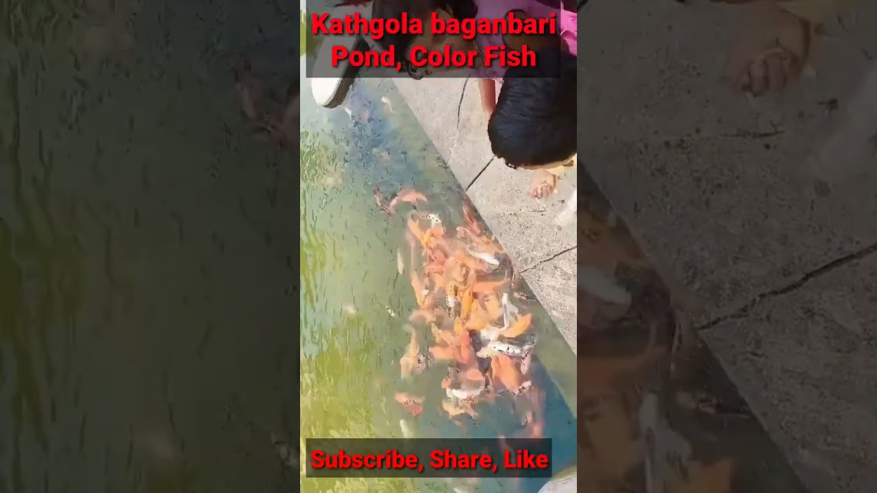 color fish