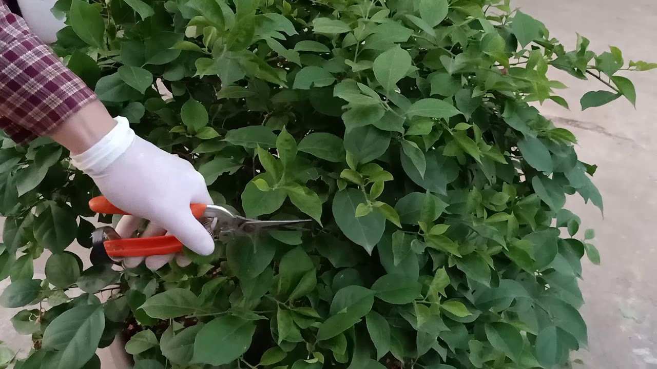 Cách xử lý cây hoa giấy cho ra nhiều hoa đẹp / How to treat confetti produces many beautiful flowers